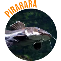Pirarara