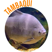Tambaqui