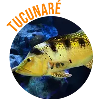 Tucunaré