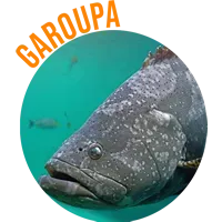 Garoupa