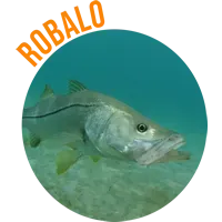 Robalo